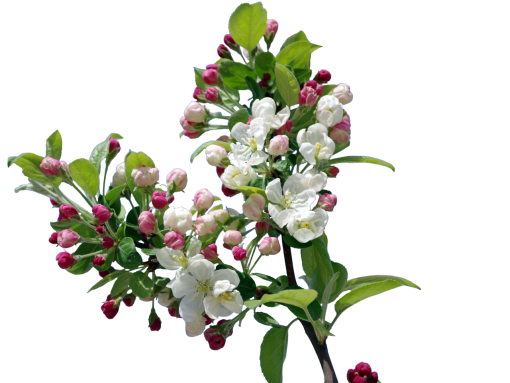  nature overlay plant blooming png branch flower