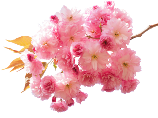  nature overlay png blooming branch flower pink color
