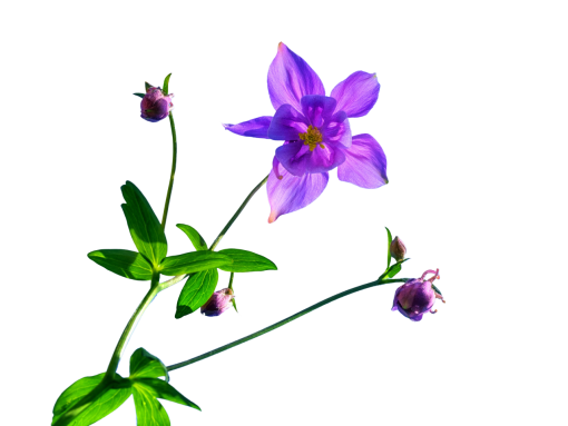  nature png branch overlay leaf flower blooming