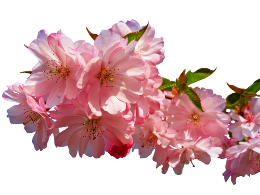  nature png flower pink color branch blooming overlay