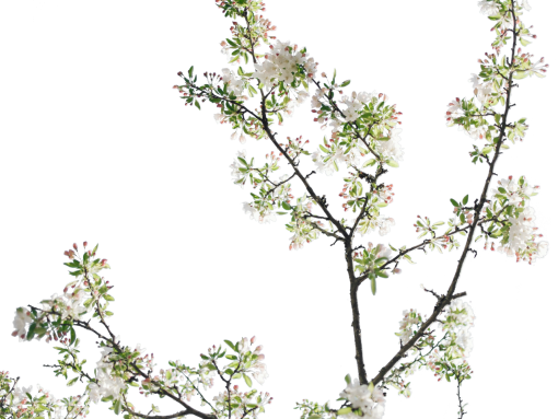  overlay branch png tree branch blooming vector