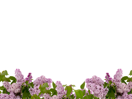  overlay plant flower png blooming branch nature