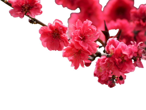  overlay png flower branch plant nature blooming