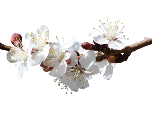 blooming-poppies  overlay vector flower nature png branch blooming