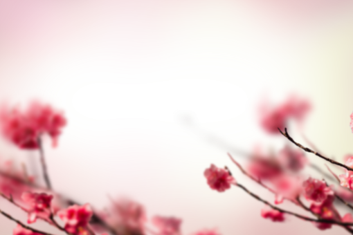 card-reader  Painted Flowers Overlay PNG