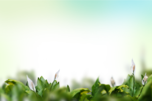 card-reader  Painted Flowers Overlay PNG