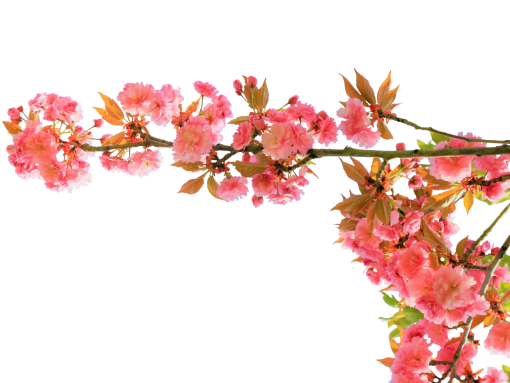 blooming-poppies  pink color branch nature overlay flower png blooming