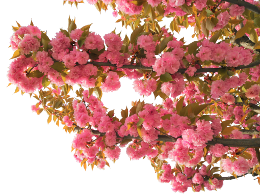 rosa color png naturaleza floreciente superposición hoja rama