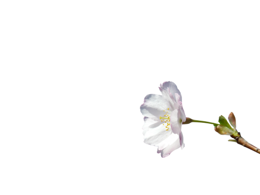  plant overlay branch nature flower png blooming