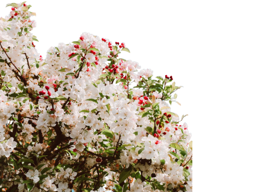 blooming-poppies  plant overlay png nature flower blooming branch