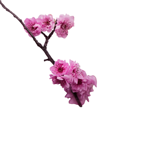  png branch flower nature backgrounds blooming overlay