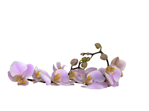  png branch plant blooming nature overlay flower