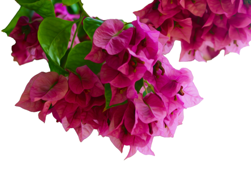 blooming-poppies  png branch plant leaf blooming nature overlay