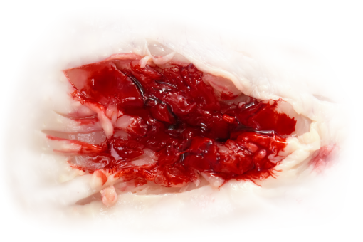 wound  png close-up wound freshness overlay dessert food