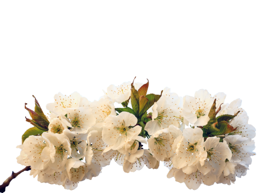 png naturaleza rama flor superposición fondos floreciente