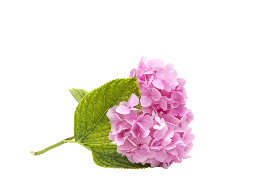  png nature overlay leaf blooming branch plant
