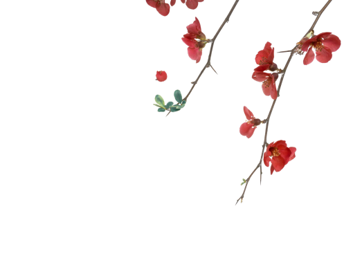  png vector backgrounds blooming branch overlay nature