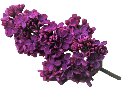 blooming-poppies  purple blooming nature branch png overlay flower