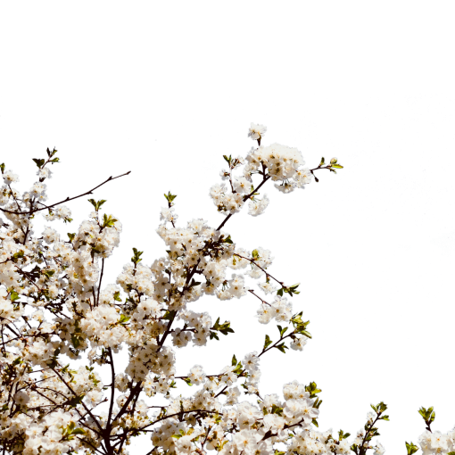 temporada superposición naturaleza floreciente rama png rama
