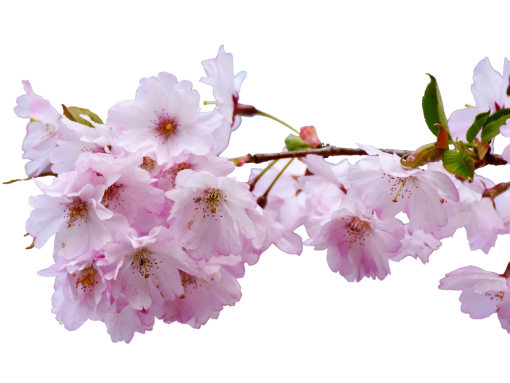 springtime blooming flower branch nature overlay png