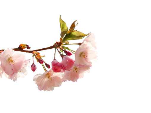 cherry-blossom  springtime png blooming flower branch nature overlay