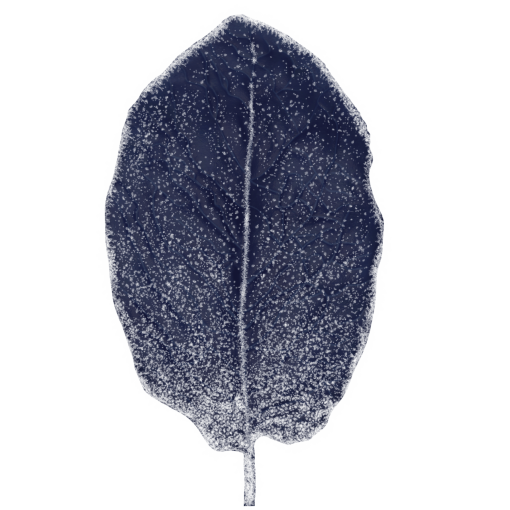 frozen  Winter Leaves Overlay PNG