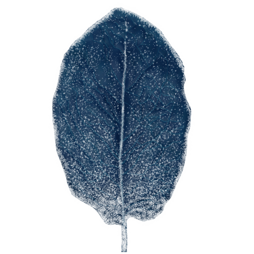 frozen  Winter Leaves Overlay PNG