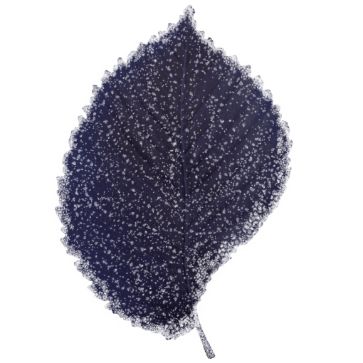 frozen  Winter Leaves Overlay PNG