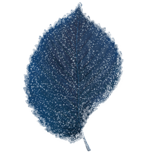 frozen  Winter Leaves Overlay PNG