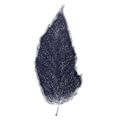 foliage  Winter Leaves Overlay PNG