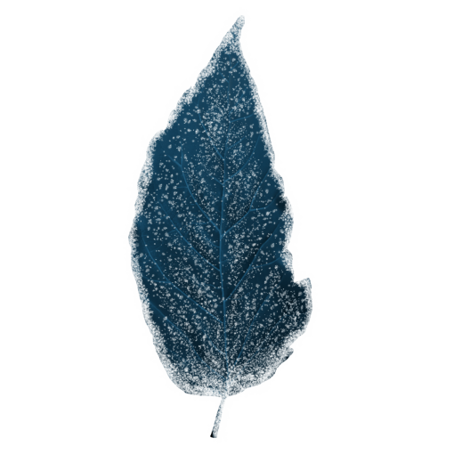 foliage  Winter Leaves Overlay PNG