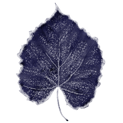 foliage  Winter Leaves Overlay PNG