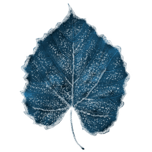 foliage  Winter Leaves Overlay PNG