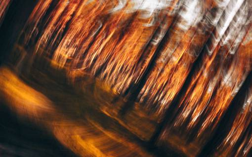Abstract image of a forest