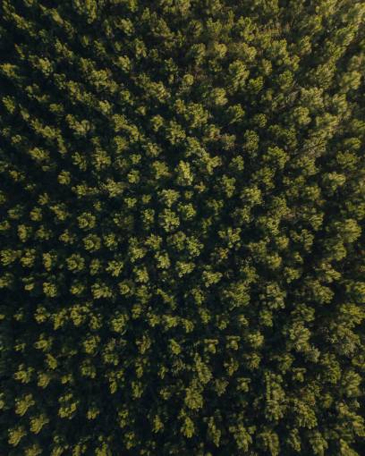 Vista aérea de un bosque de pinos