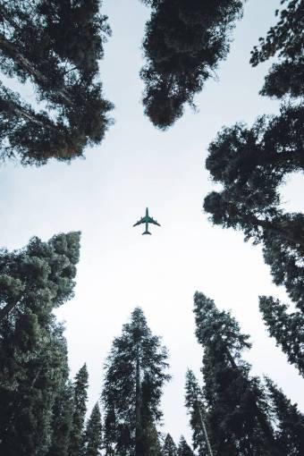 Airplane view from a forest