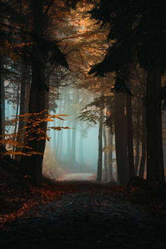 Path in a dark forest