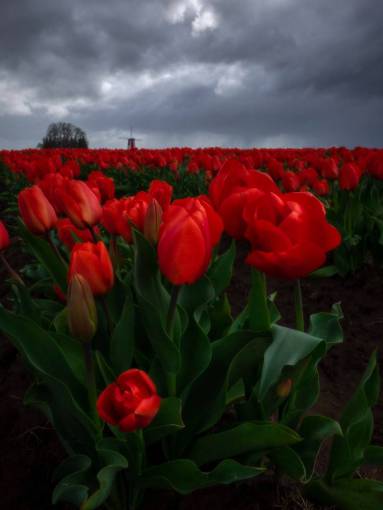Red tulip field in the Netherlands