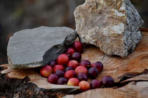 rocks fruit still tree delicious leaf rock nature wood