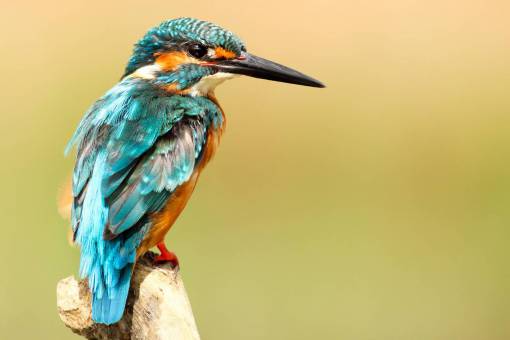 bird  beak  feather  animal  fly  colorful  blue