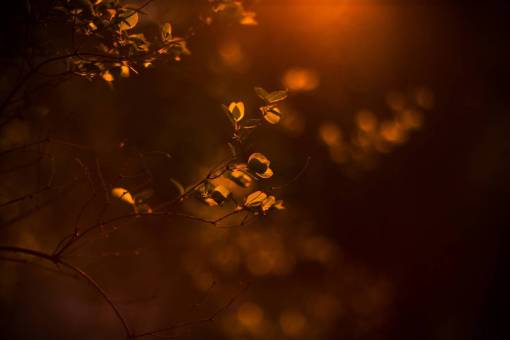 blur  bokeh  outdoor  nature  leaf  plant  tree