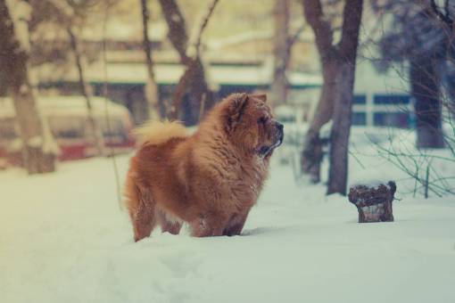 brown  dog  pet  animal  snow  winter  cold