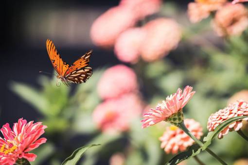 volador Mariposa cerrar jardín de insectos bug detalle de verano