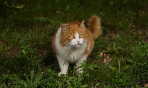 animales gato gato mascota animal hierba verde