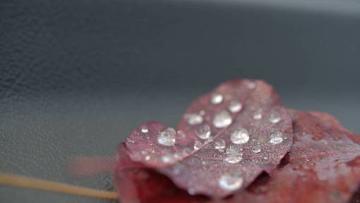 dew drops  leaf  water  dew  red  nature
