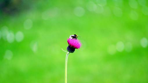 stalks flowers  nature  blossoms  purple  petals  stem  stalk