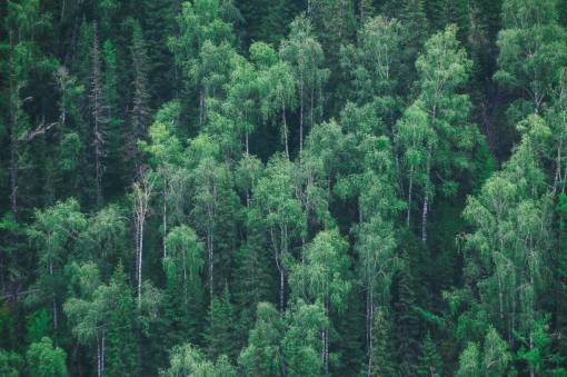 forest  trees  green  plants  nature
