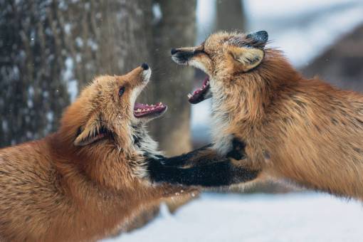 zorro zorro animal fauna nieve invierno boca