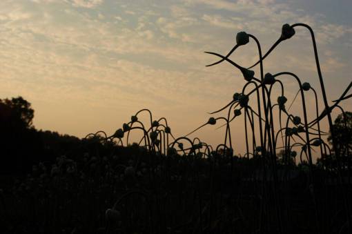 garlic garlic  flower  buds  silhouette  sunset  dusk  garden