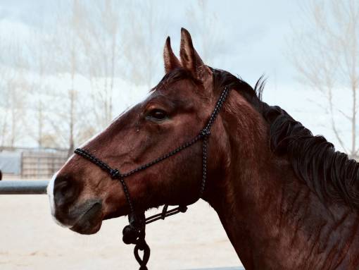 caballos caballo animal marrón nieve invierno árbol plantas